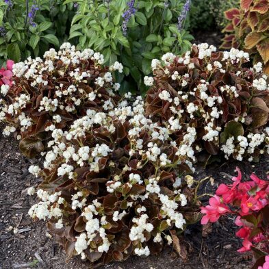 Leduspuķe 'Doublet White'